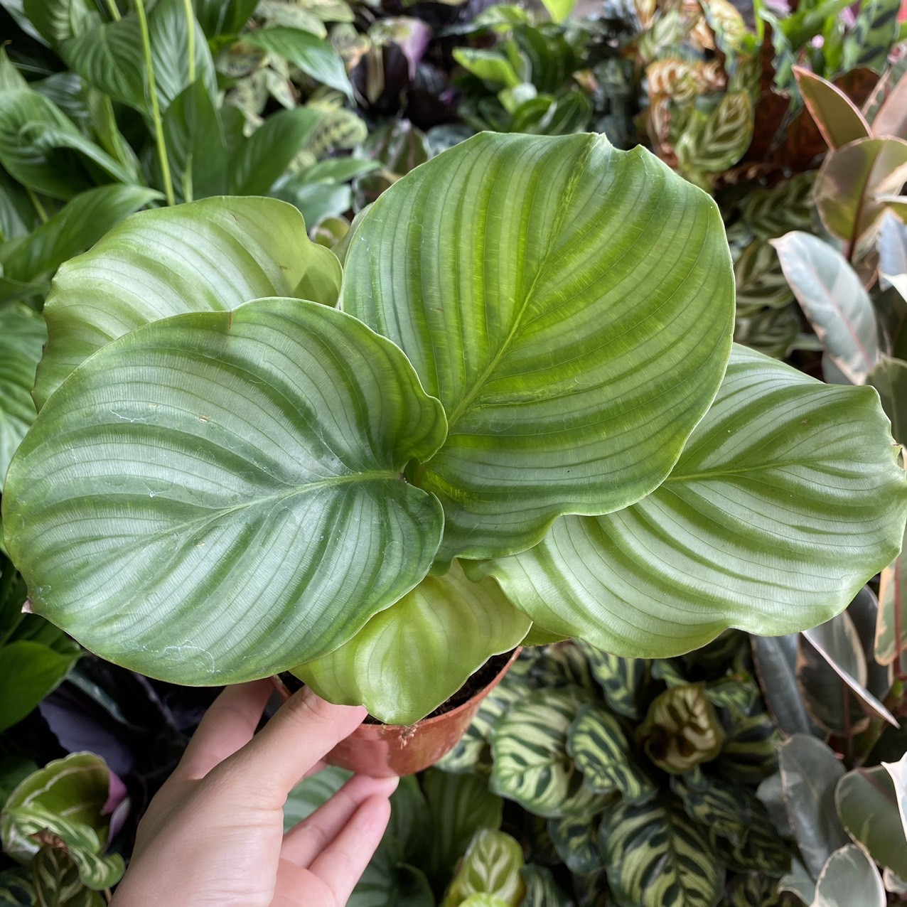 menh-moc-hop-cay-gi (7).jpg